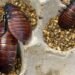 Over 100,000 illegal cockroaches confiscated in Australia bug bust