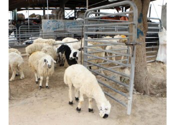 For the first time… offers to pay the value of “sacrificial animals” in installments and draws for cash prizes and cars