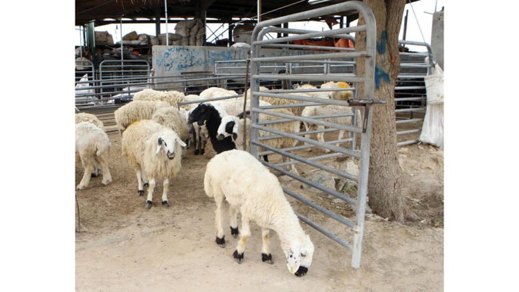 For the first time… offers to pay the value of “sacrificial animals” in installments and draws for cash prizes and cars