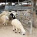 For the first time… offers to pay the value of “sacrificial animals” in installments and draws for cash prizes and cars