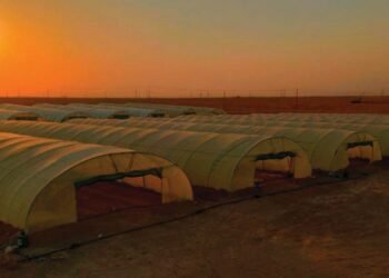Qaraqosh green peppers