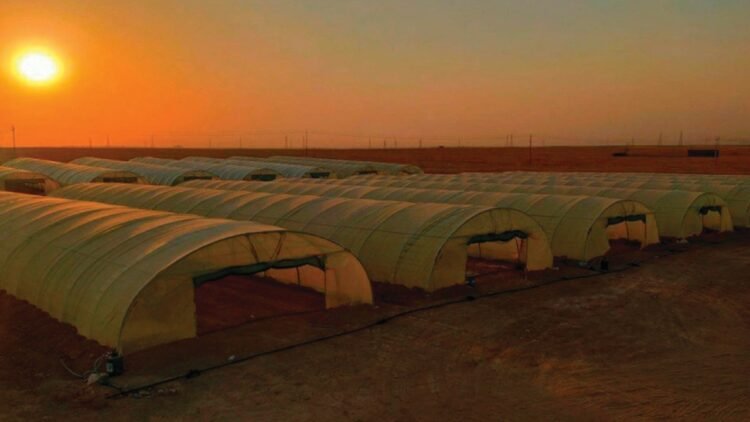 Qaraqosh green peppers