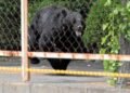Bear that attacked workers in Japan escaped after opening a window: ‘It’s extremely intelligent’