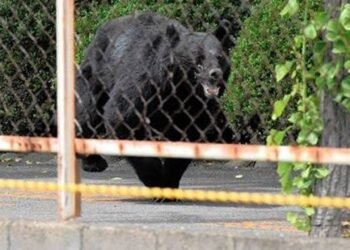 Bear that attacked workers in Japan escaped after opening a window: ‘It’s extremely intelligent’