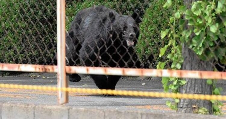 Bear that attacked workers in Japan escaped after opening a window: ‘It’s extremely intelligent’