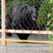 Bear that attacked workers in Japan escaped after opening a window: ‘It’s extremely intelligent’