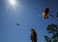 Telex: Without bees, humanity can fall flat on its face
