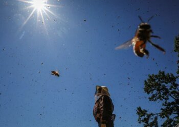 Telex: Without bees, humanity can fall flat on its face