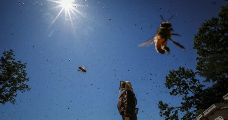 Telex: Without bees, humanity can fall flat on its face