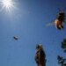 Telex: Without bees, humanity can fall flat on its face