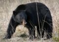 Conservationists hope black bear’s death in B.C. park ‘not in vain,’ call for change