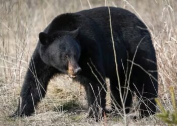 Conservationists hope black bear’s death in B.C. park ‘not in vain,’ call for change