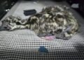 Emu born with 4 legs on Nanaimo, B.C., farm