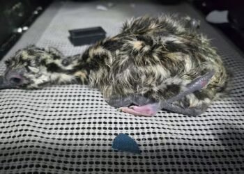 Emu born with 4 legs on Nanaimo, B.C., farm