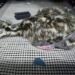 Emu born with 4 legs on Nanaimo, B.C., farm