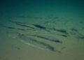 Scientists discover whale cemetery in the Indian Ocean – 06/10/2026 – Science
