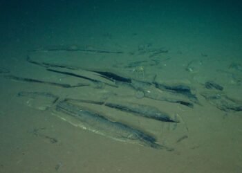 Scientists discover whale cemetery in the Indian Ocean – 06/10/2026 – Science