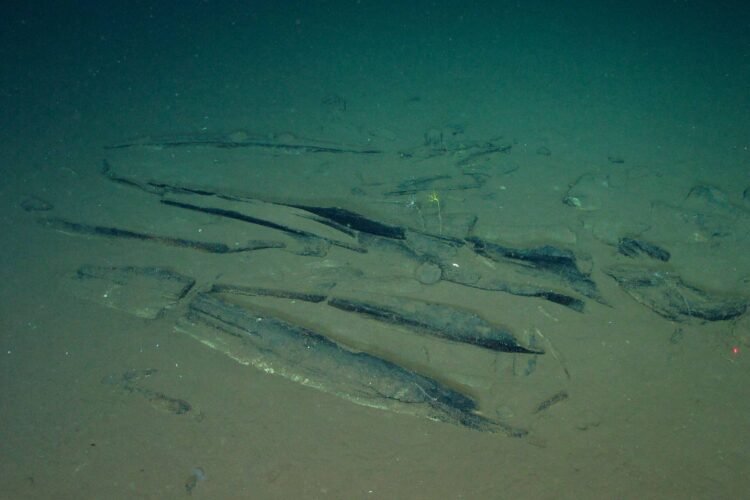 Scientists discover whale cemetery in the Indian Ocean – 06/10/2026 – Science