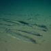 Scientists discover whale cemetery in the Indian Ocean – 06/10/2026 – Science