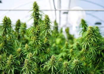 Marijuana driving rule change planned