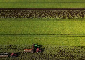 Carney to unveil new food security strategy