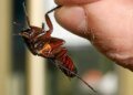 The vanguard of animal philosophers who raise their voices for cockroaches: what if they can feel pain?