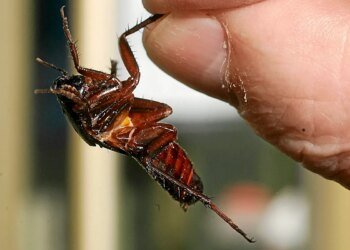 The vanguard of animal philosophers who raise their voices for cockroaches: what if they can feel pain?