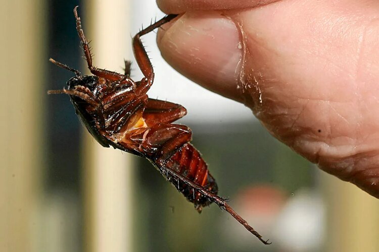 The vanguard of animal philosophers who raise their voices for cockroaches: what if they can feel pain?