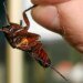 The vanguard of animal philosophers who raise their voices for cockroaches: what if they can feel pain?