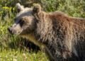 4 grizzly bears killed by hunters through Alberta’s ‘problem wildlife’ program so far