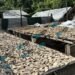 U.S. kava buyer expecting 100 tonnes for 500 bars returns with only four containers | News