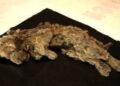 Genome study shows what made the extinct Ice Age cave lion unique