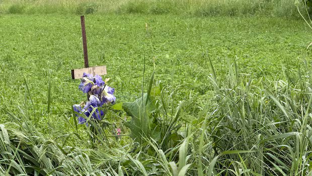 Rural Ontario communities reeling with grief after crash that killed 5 children