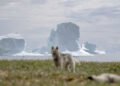 Drifting icebergs pose an increasing risk to ships around Greenland