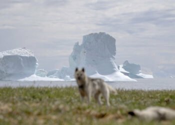 Drifting icebergs pose an increasing risk to ships around Greenland