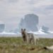 Drifting icebergs pose an increasing risk to ships around Greenland