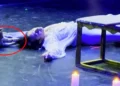 A cat sneaks onto the stage and destroys the final scene of Romeo and Juliet