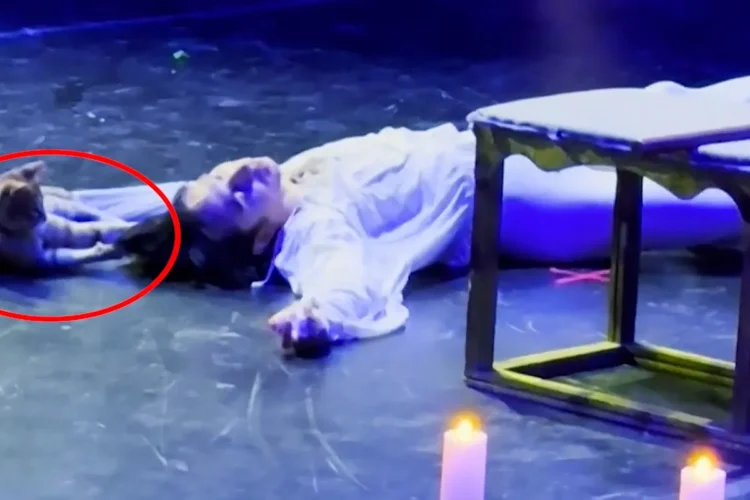 A cat sneaks onto the stage and destroys the final scene of Romeo and Juliet