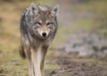 Risks of conflict, disease rise when homeless encampments encroach on urban coyote habitat, study cautions
