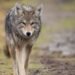 Risks of conflict, disease rise when homeless encampments encroach on urban coyote habitat, study cautions