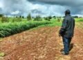 Maziwa, the milk supply chain as a driver of Kenya’s development