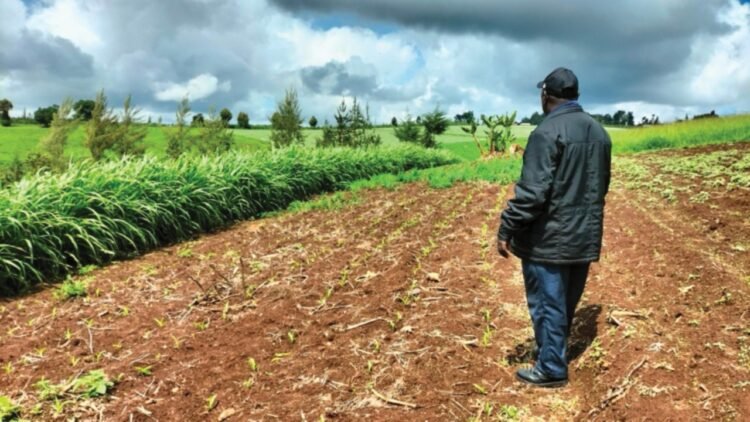 Maziwa, the milk supply chain as a driver of Kenya’s development