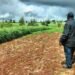 Maziwa, the milk supply chain as a driver of Kenya’s development