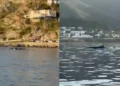 Great expectation for two large whales swimming in the bay of Port de la Selva