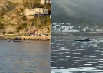 Great expectation for two large whales swimming in the bay of Port de la Selva