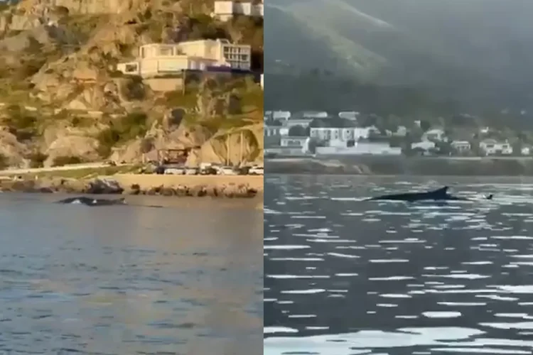 Great expectation for two large whales swimming in the bay of Port de la Selva