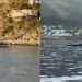 Great expectation for two large whales swimming in the bay of Port de la Selva