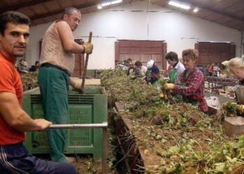 Why do Romanians no longer want to work in Spain? The Spanish, worried about the exodus: the labor market is feeling the first effects