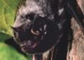 Rabid bat found at Sask. daycare; school division apologizes for delay in telling parents