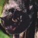 Rabid bat found at Sask. daycare; school division apologizes for delay in telling parents